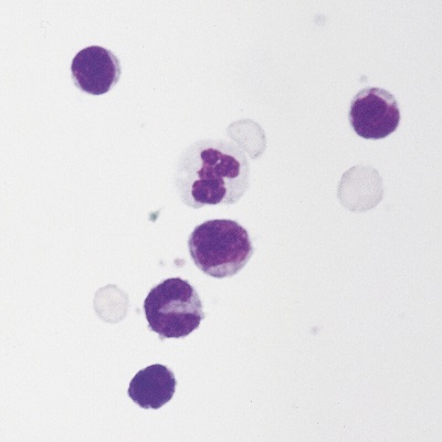 Cells on Microscope Slide